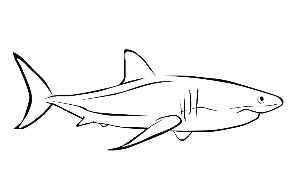 Название: Раскраска Название: Раскраска Акула. Категория: Акулы. Теги: акула.. Категория: . Теги: .