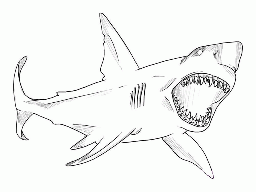 Название: Раскраска Зубастая акула. Категория: . Теги: .
