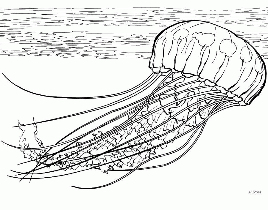 Название: Раскраска Морские обитатели медуза. Категория: . Теги: .