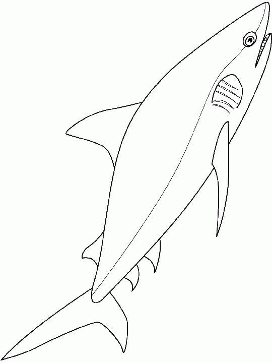 Название: Раскраска Название: Раскраска Кровожадная акула. Категория: Весна. Теги: акула, море, животные.. Категория: . Теги: .