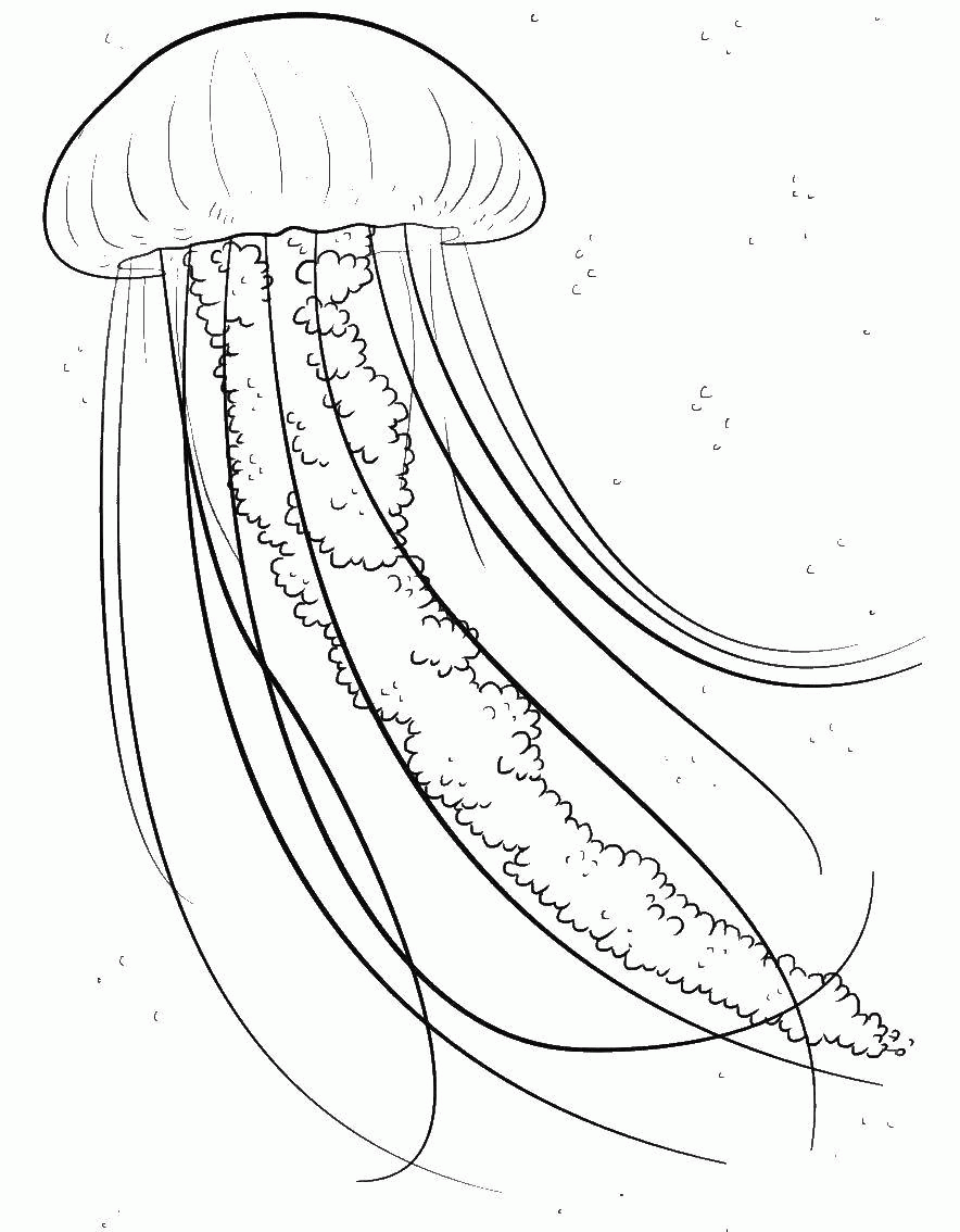 Название: Раскраска Сцифоидная медуза. Категория: . Теги: .