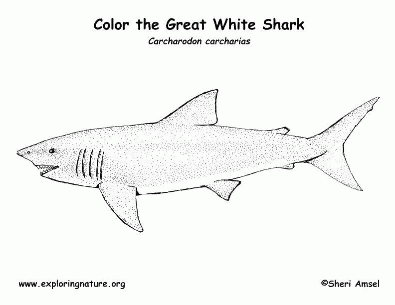 Название: Раскраска Белая акула. Категория: . Теги: .