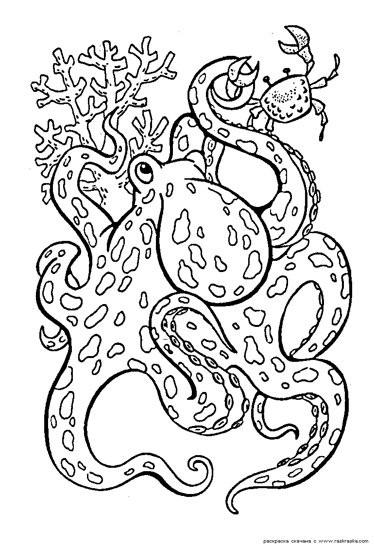 Название: Раскраска Раскраска Осьминог. Раскраска Каракатица, раскраска с морскими животными для детей. Категория: . Теги: .