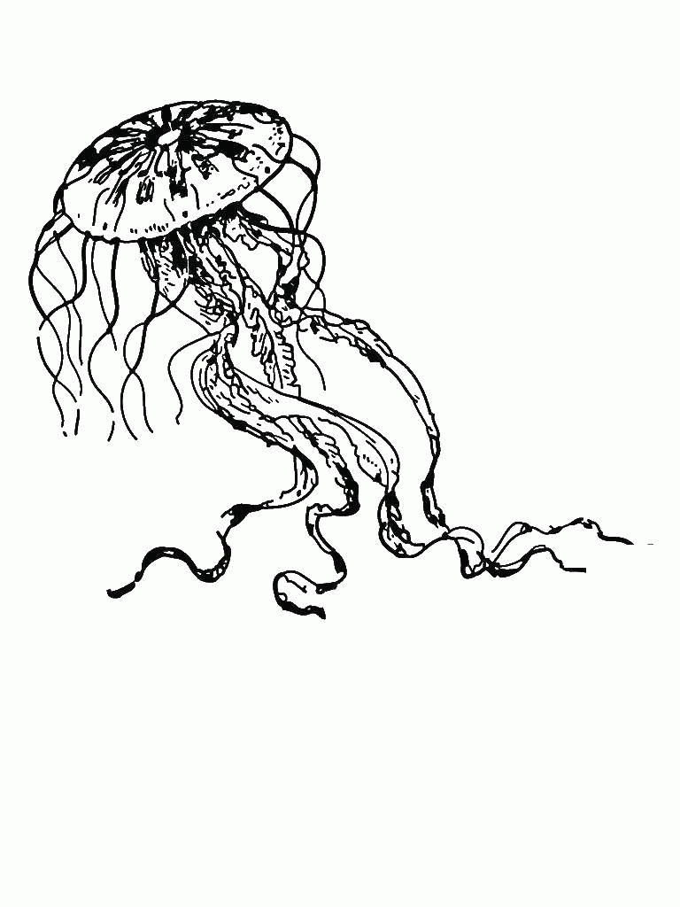 Название: Раскраска Медуза с длинными щупальцами. Категория: . Теги: .