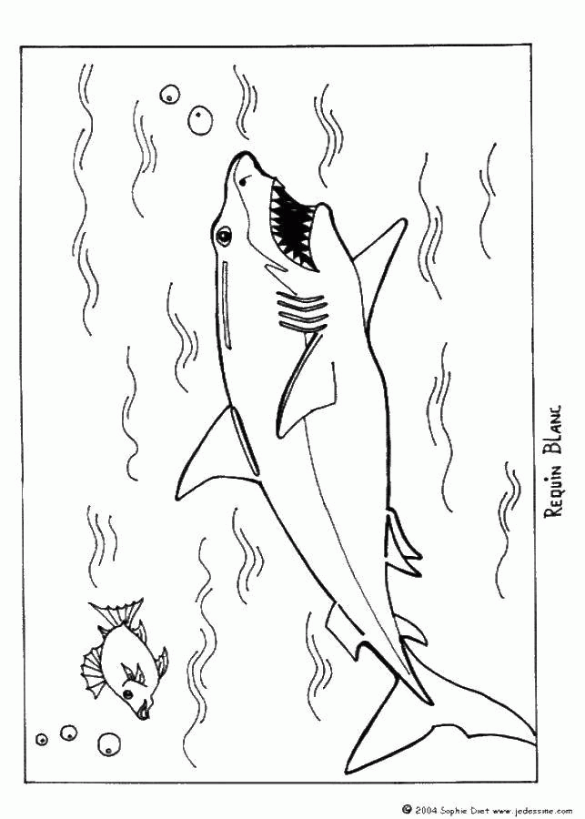 Название: Раскраска Акула и рыбка. Категория: . Теги: .