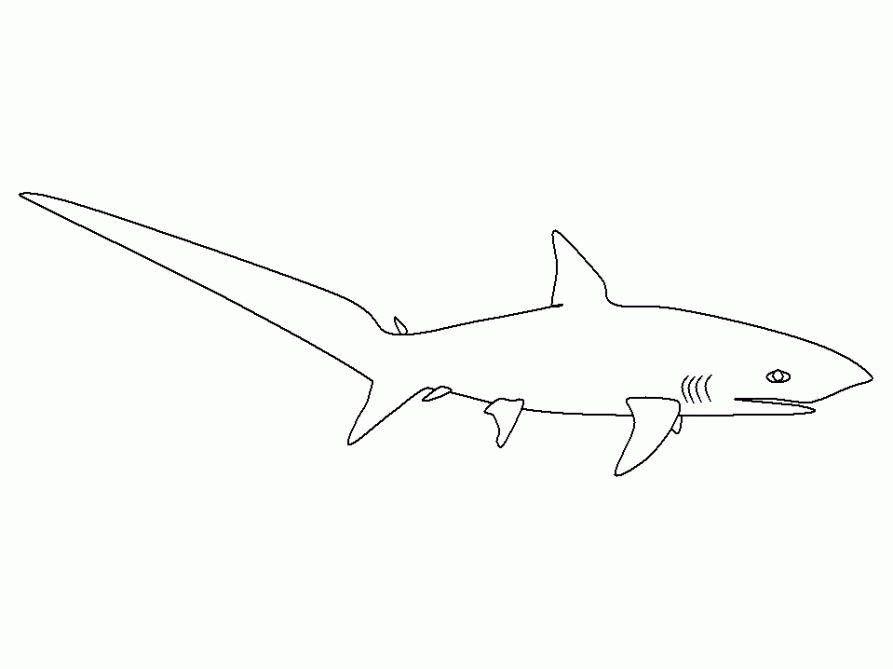 Название: Раскраска Рыба акула. Категория: . Теги: .