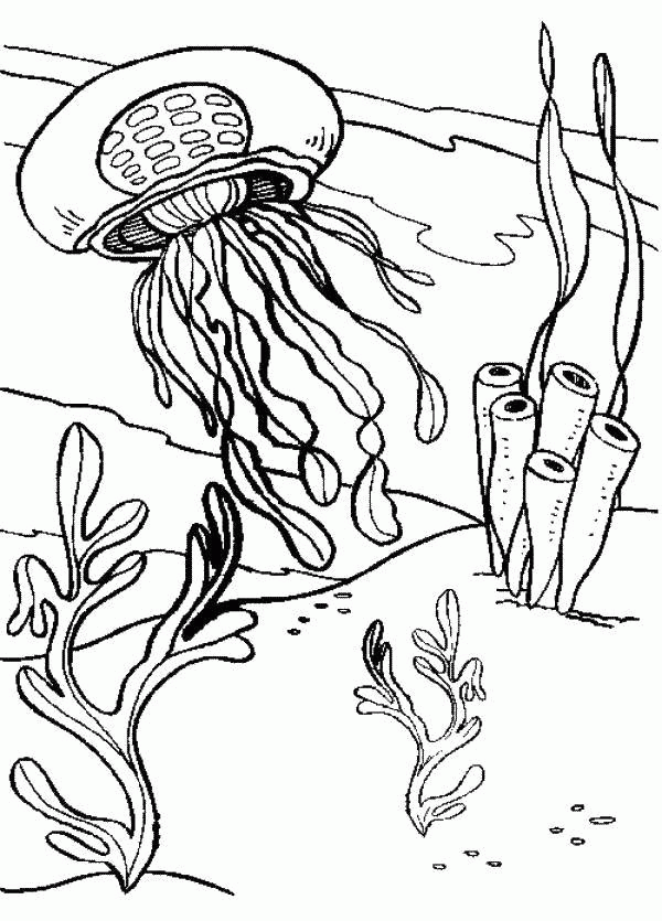 Название: Раскраска Медуза плавает среди водорослей. Категория: . Теги: .