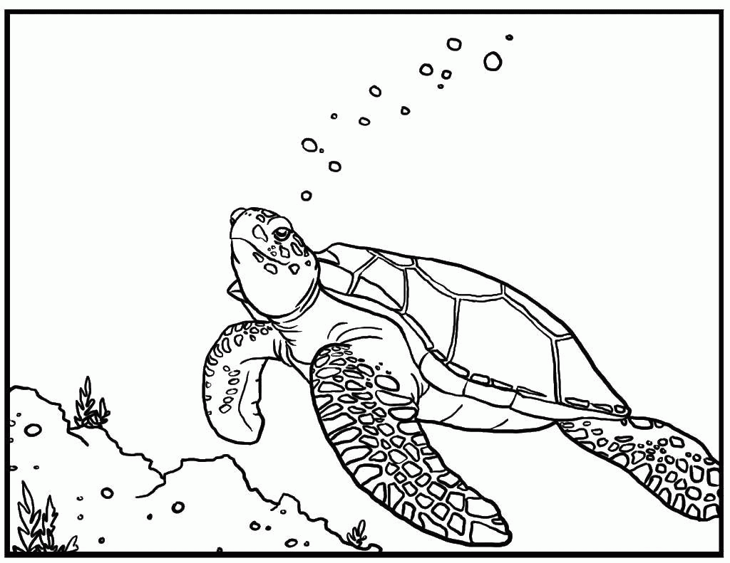 Название: Раскраска Морская черепаха пускает пузыри. Категория: . Теги: .