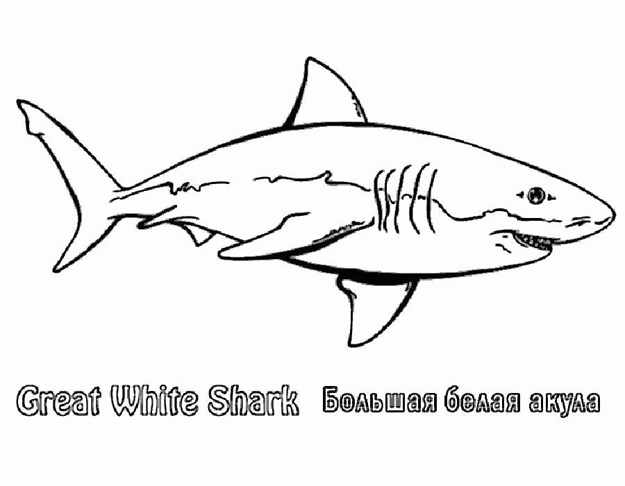 Название: Раскраска Большая белая акула. Категория: . Теги: .