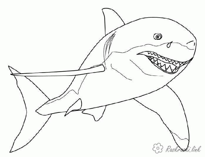 Название: Раскраска акула. Категория: . Теги: .