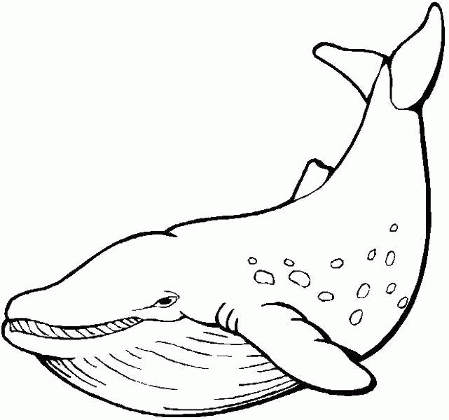 Название: Раскраска морские млекопитающие из отряда китообразных. Категория: . Теги: .