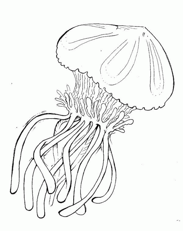 Название: Раскраска Большая медуза. Категория: . Теги: .