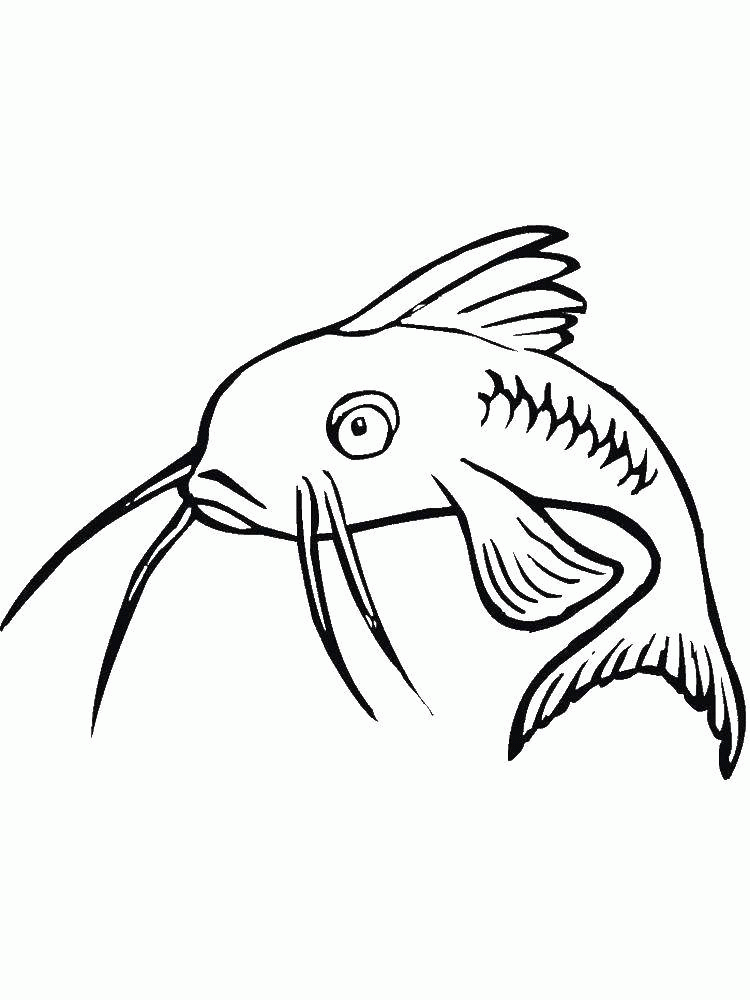 Раскраска Название: Раскраска Удивленный сом. Категория: рыбы. Теги: Подводный мир, рыба. Скачать .  Распечатать 