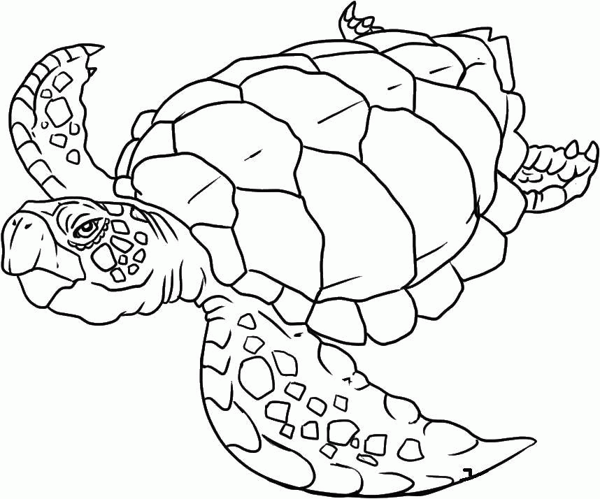 Название: Раскраска Морская черепаха.. Категория: . Теги: .