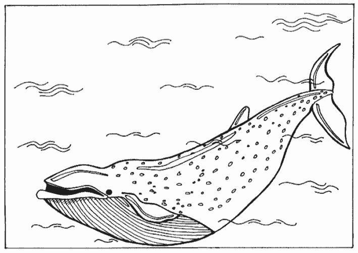 Раскраска синий кит Скачать .  Распечатать 