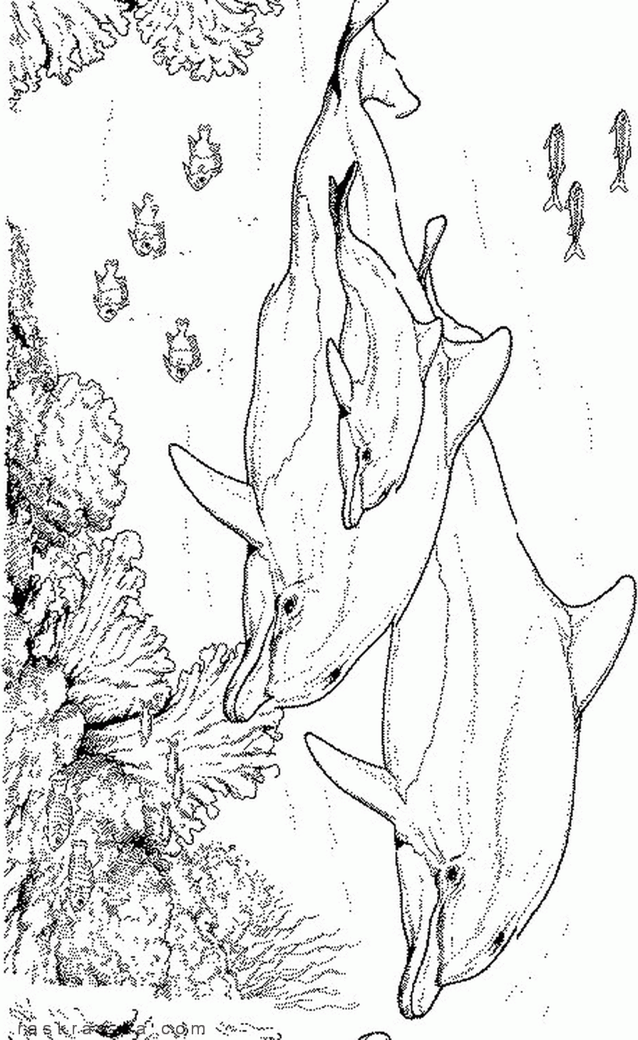 Название: Раскраска Подводный мир. раскраска детям дельфины и морское дно. Категория: . Теги: .