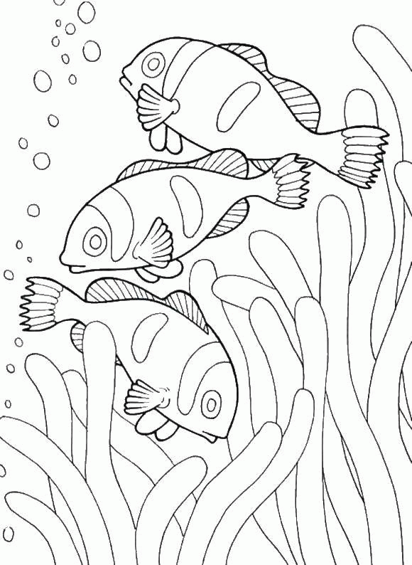 Раскраска Рыбы и кораллы Скачать .  Распечатать 