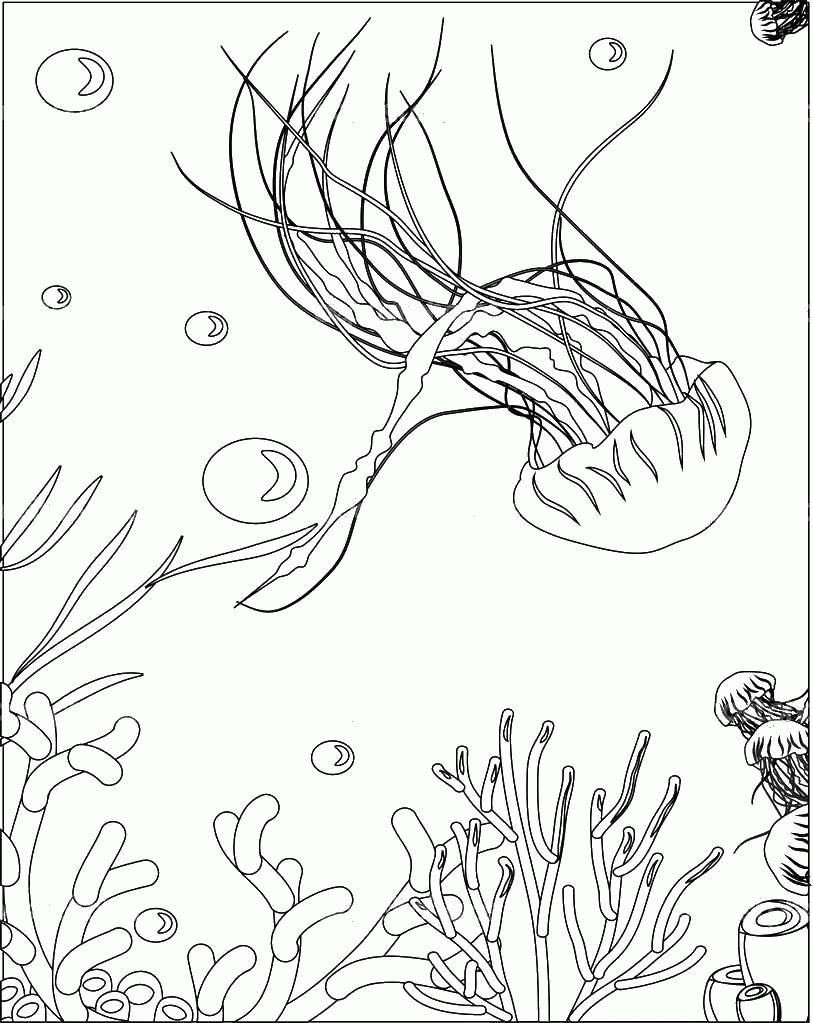 Название: Раскраска Название: Раскраска Медуза с длинными щупальцами. Категория: медуза. Теги: Подводный мир, медуза.. Категория: . Теги: .
