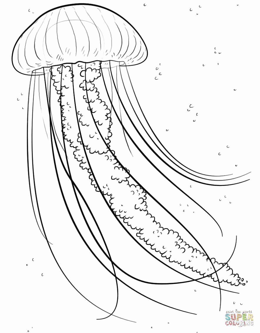 Название: Раскраска Настоящая медуза. Категория: . Теги: .
