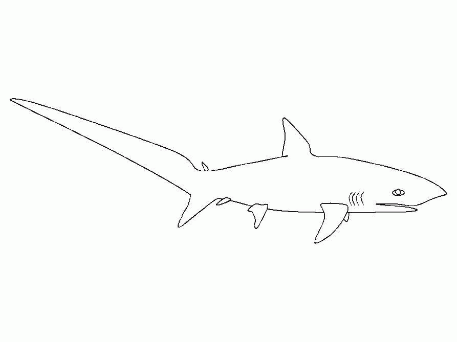 Название: Раскраска Название: Раскраска Акула с большим хвостом. Категория: рыбы. Теги: Подводный мир, акула, хищник.. Категория: . Теги: .