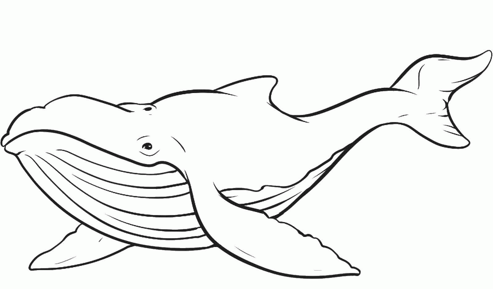Раскраска синий кит Скачать .  Распечатать 