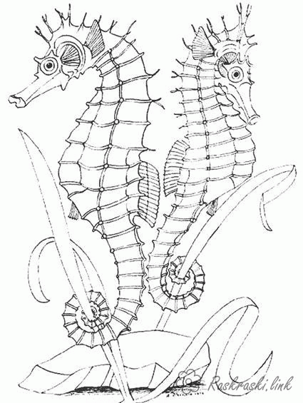 Название: Раскраска Раскраски морской природа подводный мир морской конек. Категория: . Теги: .