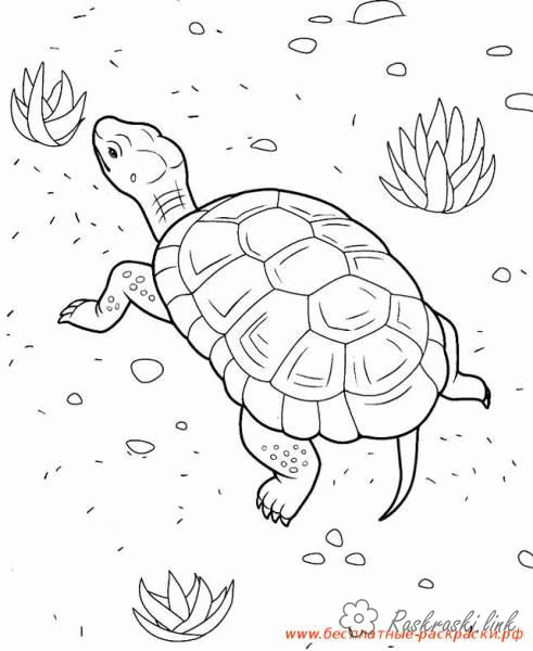 Название: Раскраска морская черепаха. Категория: . Теги: .