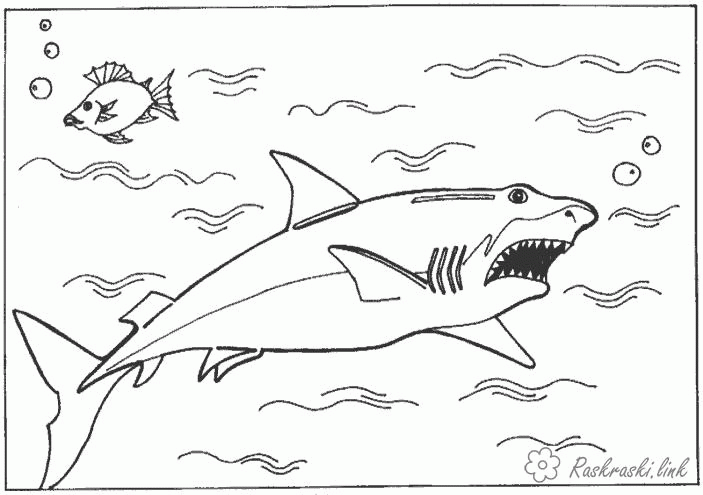 Название: Раскраска Раскраска акула. Категория: . Теги: .