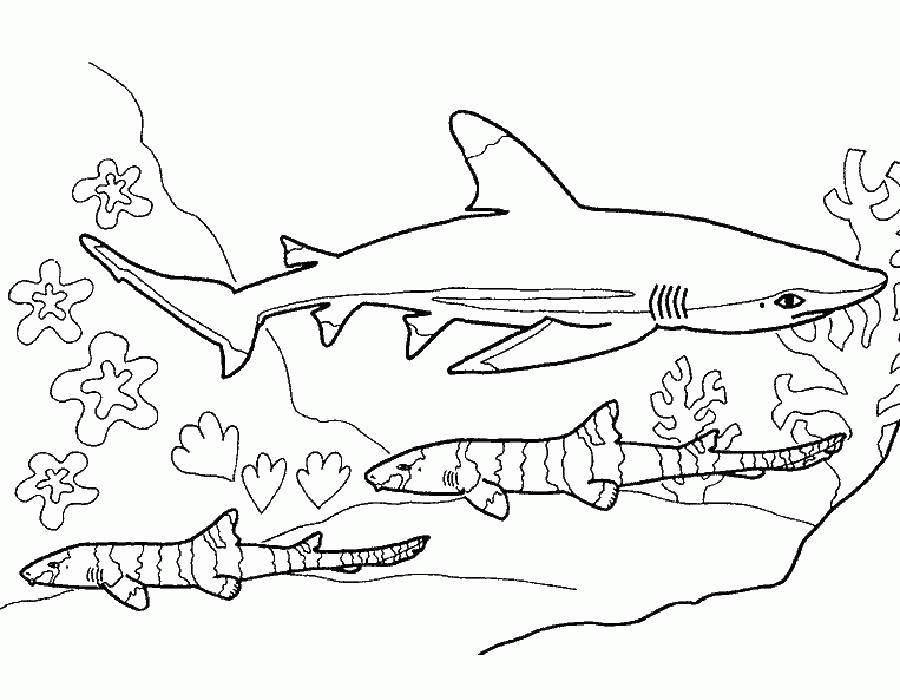 Раскраска акула Скачать .  Распечатать 