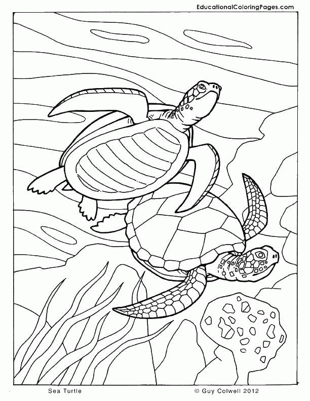 Название: Раскраска Морские черепахи в стае. Категория: . Теги: .