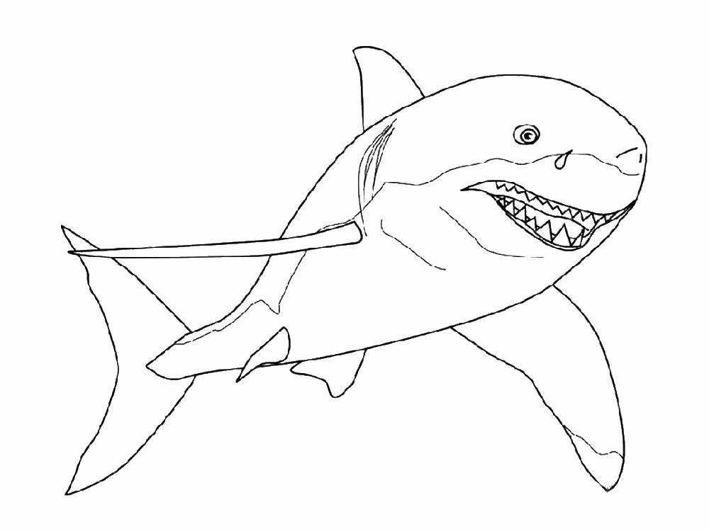 Название: Раскраска Раскраска Акулы Скачать ,акула,.  Распечатать . Категория: . Теги: .